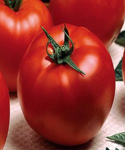 optima-f1 tomate nedeterminate Seminis