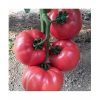 pink-rock-f1 seminte tomate-nedeterminate Yuksel