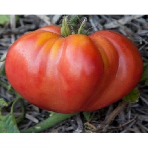 pero-dabruzo tomate determinate Cora-Seeds