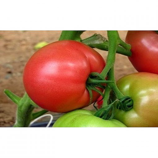 rosalba-f1 tomate nedeterminate Esasem
