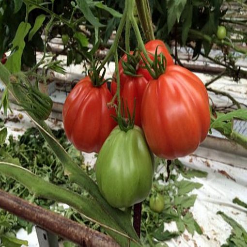 rugantino-f1 tomate nedeterminate Rijk-Zwaan
