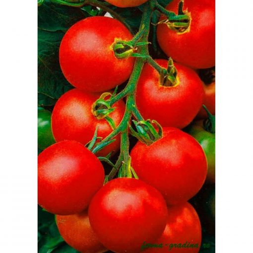 tolstoi-f1 tomate nedeterminate Bejo