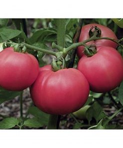 torbay-f1 tomate determinate bejo