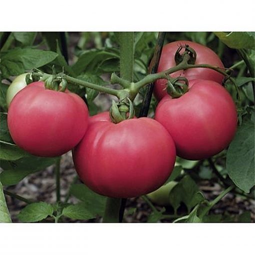 torbay-f1 tomate determinate bejo