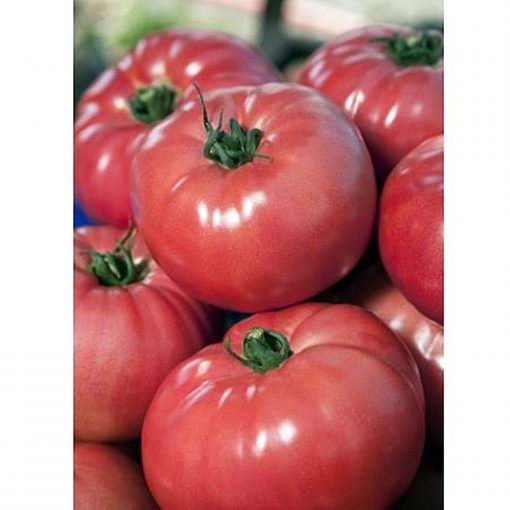 vp-1 seminte tomate-nedeterminate Vilmorin