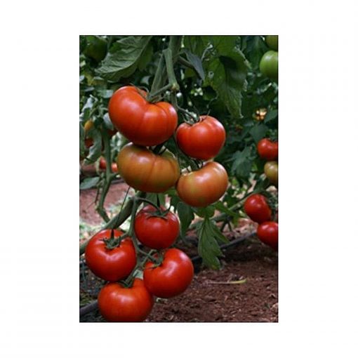 vernal-f1 tomate nedeterminate Enza-Zaden