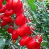 zuccherino-f1 tomate nedeterminate Cora-Seeds