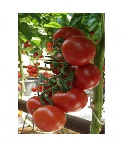 alfred-f1 seminte tomate-nedeterminate Seminis