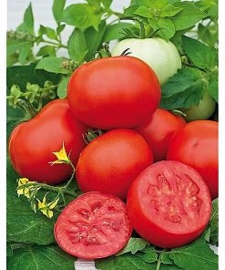 amapola-f1 tomate determinate Sakata