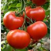 Axiom-f1 seminte tomate-nedeterminate