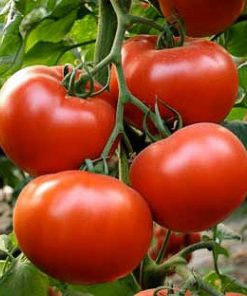 Axiom-f1 seminte tomate-nedeterminate