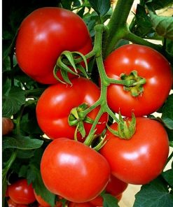 belladona-f1 seminte tomate-nedeterminate hazera