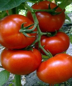 buran-f1 tomate nedeterminate Enza-Zaden