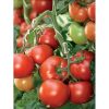 corvinus-f1 tomate semideterminate Seminis