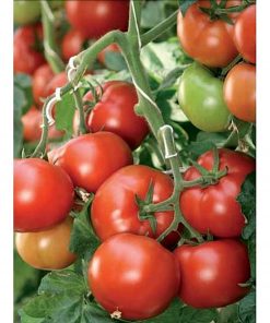 corvinus-f1 tomate semideterminate Seminis