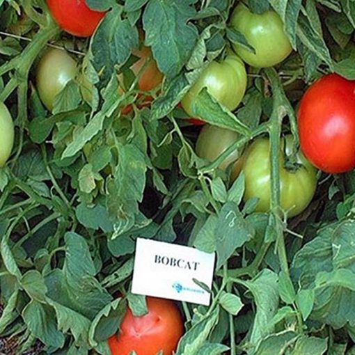bobcat-f1 tomate determinate Syngenta
