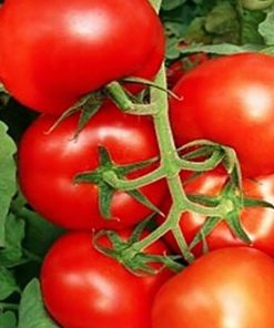 bostina-f1 tomate nedeterminate Syngenta