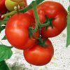 qualitet-f1 tomate semideterminate Syngenta