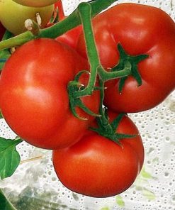 qualitet-f1 tomate semideterminate Syngenta