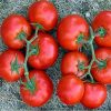 izmir-f1 tomate nedeterminate Syngenta