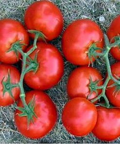 izmir-f1 tomate nedeterminate Syngenta