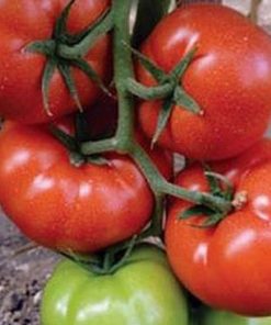 panekra-f1 tomate nedeterminate Syngenta