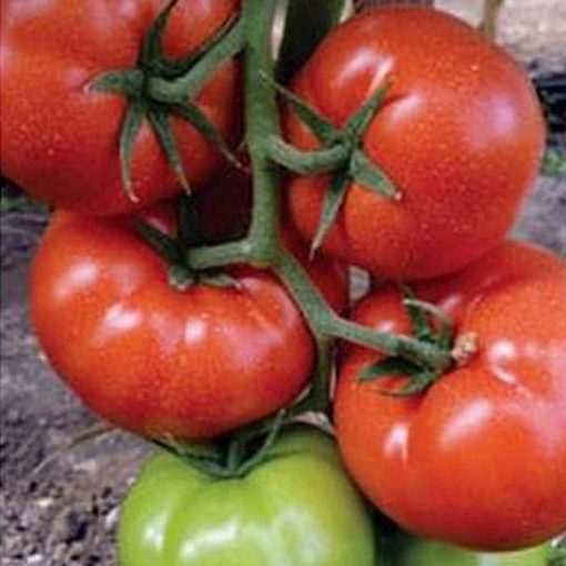 panekra-f1 tomate nedeterminate Syngenta