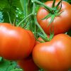 sandoline-f1 tomate nedeterminate Syngenta