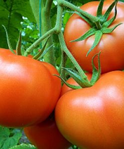 sandoline-f1 tomate nedeterminate Syngenta