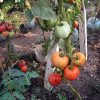 elisabeta tomate nedeterminate Agrosel
