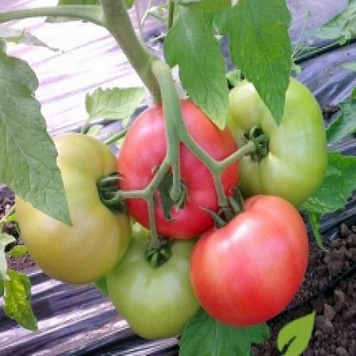 esmira-1 seminte tomate-nedeterminate Rijk-Zwaan