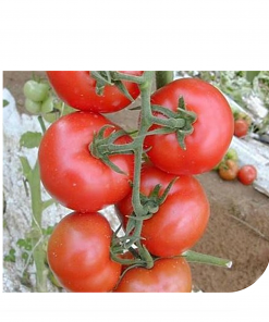 galina-f1 tomate semideterminate Hazera