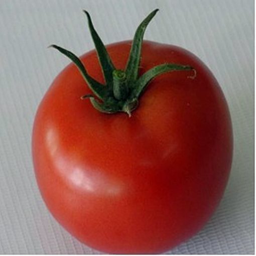ismini-f1 seminte tomate-nedeterminate Hazera