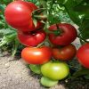 jastis-f1 seminte tomate-nedeterminate Hazera