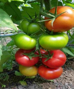 jastis-f1 seminte tomate-nedeterminate Hazera
