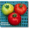joker-f1 tomate determinate Vilmorin