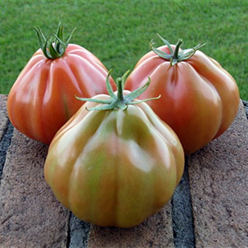 Liguria seminte tomate-nedeterminate Isi-Sementi