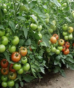 magnus-f1 tomate semideterminate Seminis