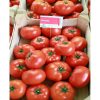matias-f1 tomate nedeterminate Seminis