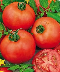 medina-f1 tomate determinate Vilmorin