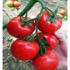 nemesis-f1 tomate nedeterminate Yuksel