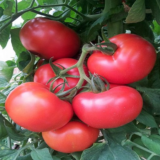 noemy-f1 tomate-nedeterminate Esasem
