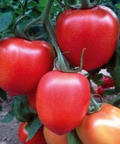 Millonety (Peradur) F1 seminte tomate-nedeterminate Yuksel