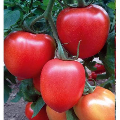 Millonety (Peradur) F1 seminte tomate-nedeterminate Yuksel