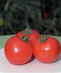 polfast-f1 tomate determinate Bejo