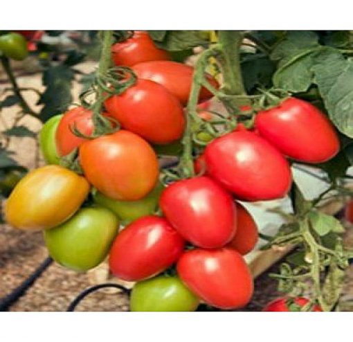 policarpo-f1 tomate nedeterminate Enza-Zaden