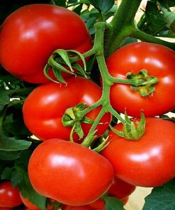 primadona-f1 tomate nedeterminate Hazera