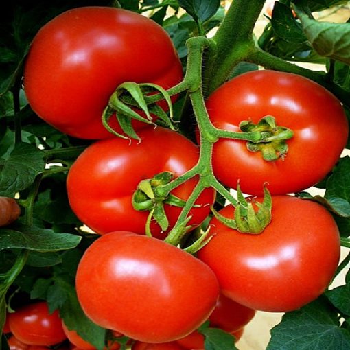 primadona-f1 tomate nedeterminate Hazera