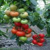 prios-f1 seminte tomate nedeterminate Ergon-Seeds