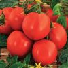 raluca tomate determinate Agrosel